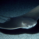 Illustration for article titled Area Stingray Dreaming Of Making It To Tropicana Field Touch Tank